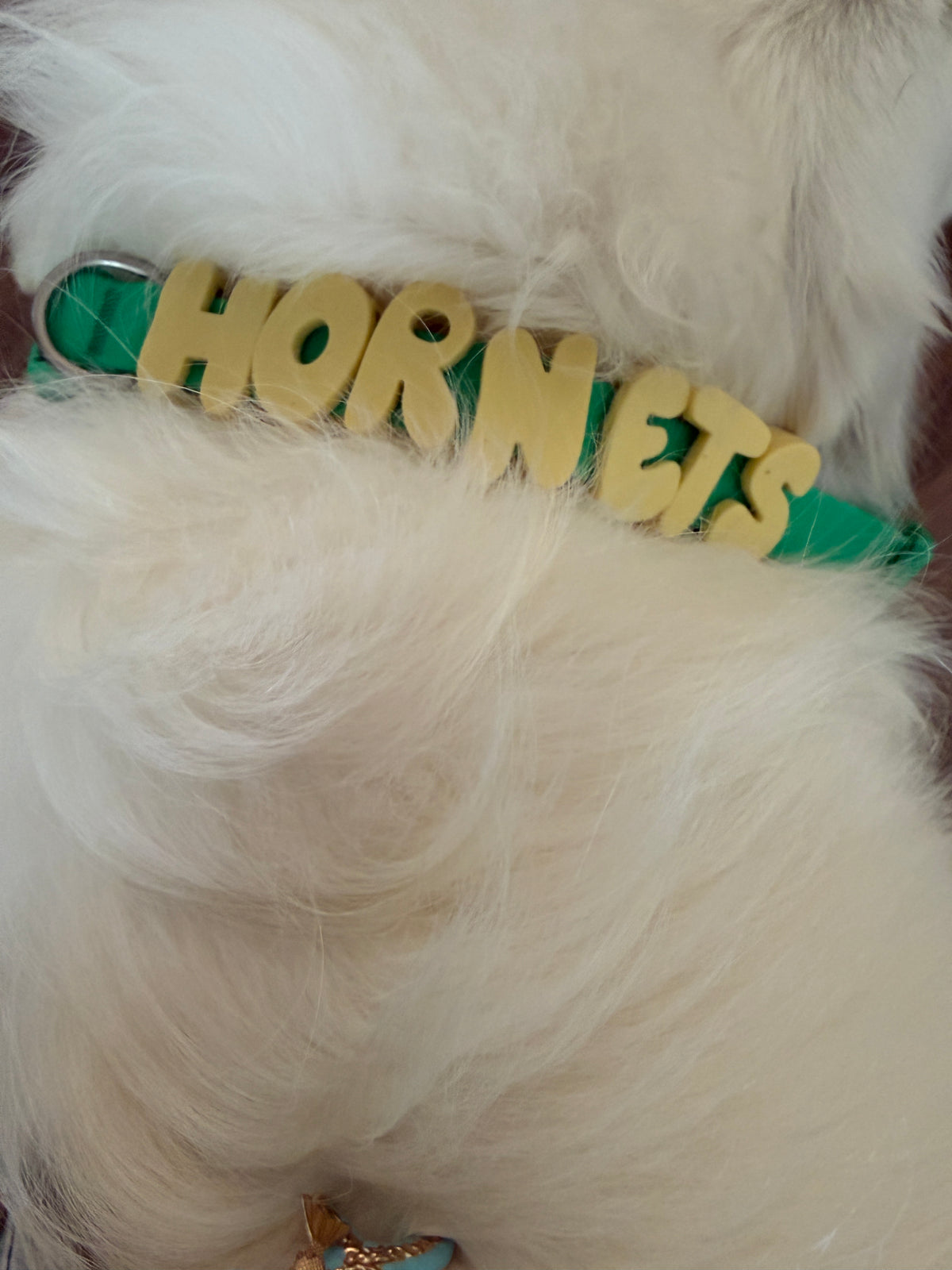 Hornets Dog Collar